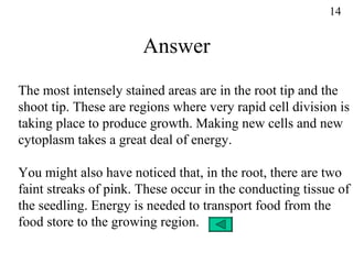 Answer The most intensely stained areas are in the root tip and the shoot tip. These are regions where very rapid cell division is taking place to produce growth. Making new cells and new cytoplasm takes a great deal of energy. You might also have noticed that, in the root, there are two  faint streaks of pink. These occur in the conducting tissue of the seedling. Energy is needed to transport food from the  food store to the growing region. 14 