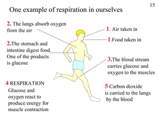 5  Carbon dioxide is carried to the lungs by the blood  15 Glucose and oxygen react to produce energy for muscle contraction  4   RESPIRATION One example of respiration in ourselves 1 . Air taken in 1 .Food taken in 2 .  The lungs absorb oxygen from the air 2 . The stomach and intestine digest food. One of the products is glucose  3 . The blood stream carries glucose and oxygen to the muscles 