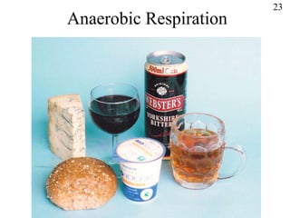 Anaerobic Respiration 23 