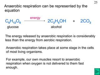 Anaerobic respiration can be represented by the equation For example, our own muscles resort to anaerobic respiration when oxygen is not delivered to them fast enough. The energy released by anaerobic respiration is considerably  less than the energy from aerobic respiration.  Anaerobic respiration takes place at some stage in the cells  of most living organisms. 25 C 6 H 12 O 6   2C 2 H 5 OH   +  2CO 2 glucose  alcohol energy  
