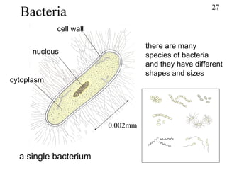 Bacteria a single bacterium there are many species of bacteria  and they have different  shapes and sizes  cell wall nucleus cytoplasm 27 0.002mm 