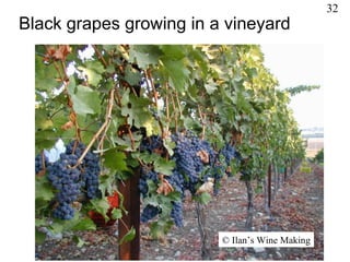 Black grapes growing in a vineyard ©  Ilan’s Wine Making 32 