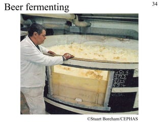 Beer fermenting © Stuart Boreham/CEPHAS 34 
