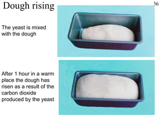 Dough rising 36 The yeast is mixed with the dough After 1 hour in a warm place the dough has risen as a result of the carbon dioxide produced by the yeast 