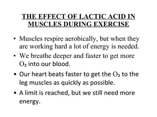 THE EFFECT OF LACTIC ACID IN MUSCLES DURING EXERCISE Muscles respire aerobically, but when they are working hard a lot of energy is needed. We breathe deeper and faster to get more O ₂ into our blood. Our heart beats faster to get the  O ₂ to the leg muscles as quickly as possible. A limit is reached, but we still need more energy. 