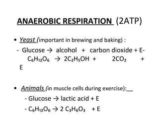ANAEROBIC RESPIRATION  (2ATP) Yeast  ( important in brewing and baking) :  -  Glucose ->  alcohol  +  carbon dioxide + E-  C₆H₁₂O₆  ->  2C₂H₅OH  +  2CO₂  + E Animals  ( in muscle cells during exercise):   -  Glucose -> lactic acid + E - C₆H₁₂O₆ -> 2 C₃H₆O₃  + E 