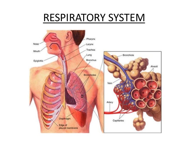 respiratory system powerpoint