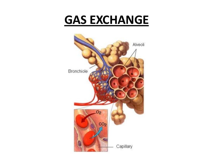 Powerpoint respiratory system