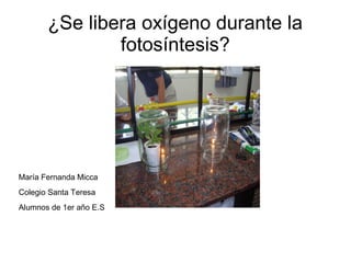 ¿Se libera oxígeno durante la
fotosíntesis?
María Fernanda Micca
Colegio Santa Teresa
Alumnos de 1er año E.S
 