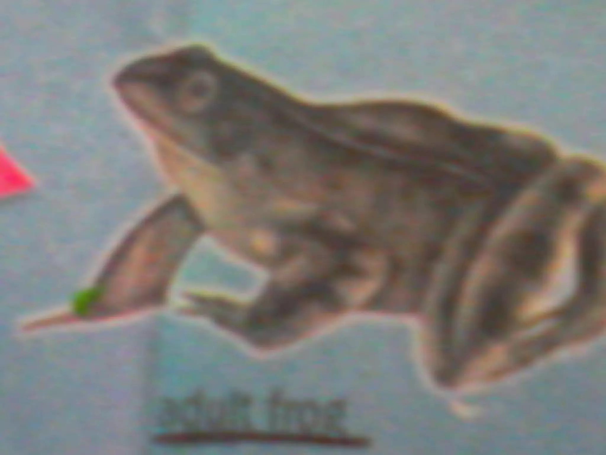 Powerpoint for science module life cycle of a frog