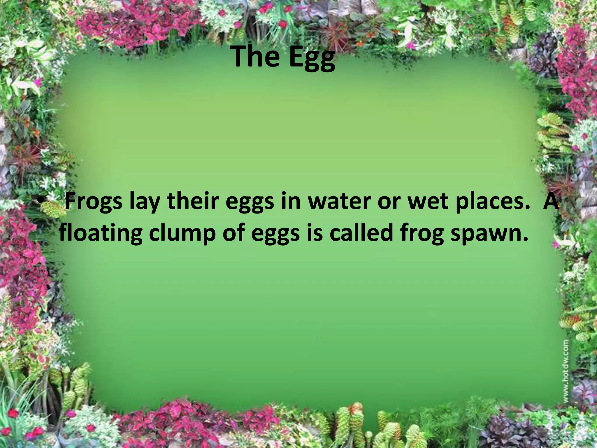 The Egg



• Frogs lay their eggs in water or wet places. A
  floating clump of eggs is called frog spawn.
 