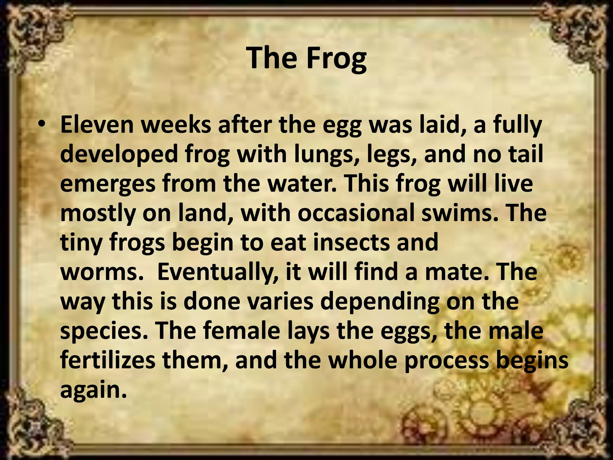 The Frog
• Eleven weeks after the egg was laid, a fully
  developed frog with lungs, legs, and no tail
  emerges from the water. This frog will live
  mostly on land, with occasional swims. The
  tiny frogs begin to eat insects and
  worms. Eventually, it will find a mate. The
  way this is done varies depending on the
  species. The female lays the eggs, the male
  fertilizes them, and the whole process begins
  again.
 