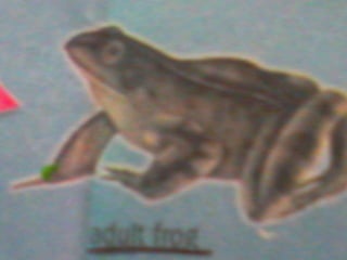 Powerpoint for science module life cycle of a frog