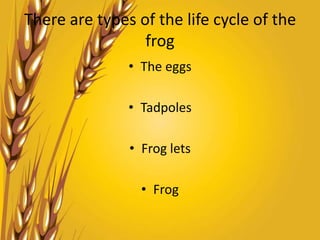 There are types of the life cycle of the
                 frog
               • The eggs

               • Tadpoles

               • Frog lets

                 • Frog
 