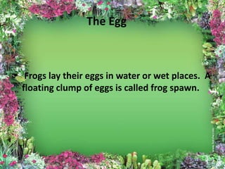 The Egg



• Frogs lay their eggs in water or wet places. A
  floating clump of eggs is called frog spawn.
 