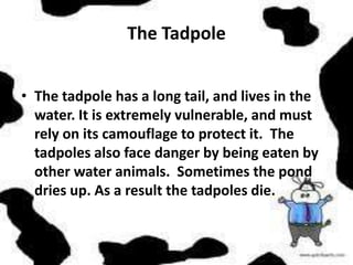 The Tadpole


• The tadpole has a long tail, and lives in the
  water. It is extremely vulnerable, and must
  rely on its camouflage to protect it. The
  tadpoles also face danger by being eaten by
  other water animals. Sometimes the pond
  dries up. As a result the tadpoles die.
 