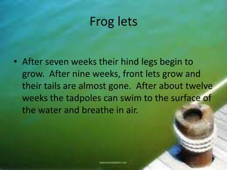 Frog lets

• After seven weeks their hind legs begin to
  grow. After nine weeks, front lets grow and
  their tails are almost gone. After about twelve
  weeks the tadpoles can swim to the surface of
  the water and breathe in air.
 