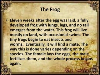 The Frog
• Eleven weeks after the egg was laid, a fully
  developed frog with lungs, legs, and no tail
  emerges from the water. This frog will live
  mostly on land, with occasional swims. The
  tiny frogs begin to eat insects and
  worms. Eventually, it will find a mate. The
  way this is done varies depending on the
  species. The female lays the eggs, the male
  fertilizes them, and the whole process begins
  again.
 
