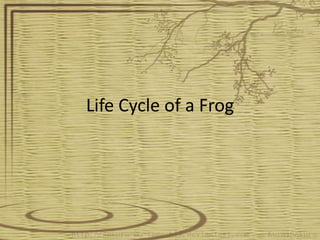 Life Cycle of a Frog
 