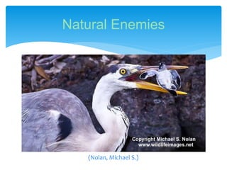 Natural Enemies
(Nolan, Michael S.)
 