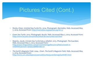  Shultz, Peter. Untitled Sea Turtle Pic. 2014. Photograph. Marinebio. Web. Accessed May
7, 2014. Accessed from: http://marinebio.org/species.asp?id=51
 Green Sea Turtle. 2013. Photograph. Buzzle. Web. Accessed May 7, 2014. Accessed from:
http://www.buzzle.com/articles/what-do-sea-turtles-eat.html
 Maentz, Jacob. A Green Sea Turtle Eats a Jellyfish. 2013. Photograph. The Guardian.
Web. Accessed May 7, 2014. Accessed from:
http://www.theguardian.com/environment/gallery/2013/feb/22/week-in-
wildlife#/?picture=404452488&index=0
 The Earth’s Magnetic Field. 2004. Chart. The Earth’s Magnetic Field. Web. Accessed May
7, 2014. Accessed from:
http://www.unc.edu/depts/oceanweb/turtles/juvenilemap/EarthMF.html
Pictures Cited (Cont.)
 