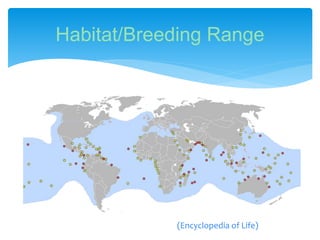 Habitat/Breeding Range
(Encyclopedia of Life)
 