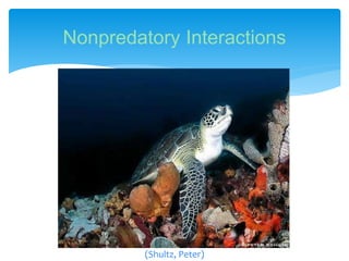 Nonpredatory Interactions
(Shultz, Peter)
 