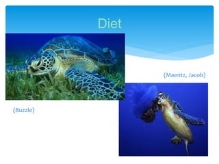 Diet
(Buzzle)
(Maentz, Jacob)
 