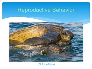 Reproductive Behavior
(BioExpedition)
 