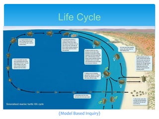 Life Cycle
(Model Based Inquiry)
 