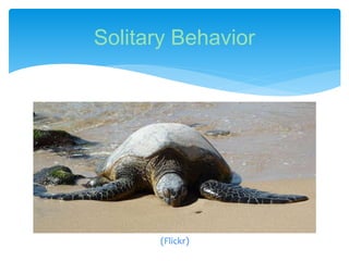 Solitary Behavior
(Flickr)
 