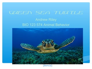 Andrew Riley
BIO 123 574 Animal Behavior
Green Sea Turtle
(Boncia)
 