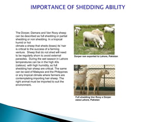 The Dorper, Damara and Van Rooy sheep
can be described as full shedding or partial
shedding or non shedding. In a tropical
humid or hot
climate a sheep that sheds (loses) its’ hair
is critical to the success of a farming
venture. Sheep that do not shed will need
to be regularly shorn to avoid external        Dorper ram exported to Lahore, Pakistan
parasites. During the wet season in Lahore
temperatures can be in the high 40s
(celsius) with high humidity, so full
shedding hair sheep are critical. The same
can be said of Malaysia and the Philippines
or any tropical climate where farmers are
contemplating importing hair sheep. The
right animal must be imported to suit the
environment.



                                                Full shedding Van Rooy x Dorper
                                                ewes Lahore, Pakistan
 