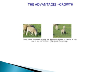 Young Dorper Crossbreds achieve live weights of between 35 - 40kgs at 100
           days of age and Van Rooys 45kgs plus at the same age.
 