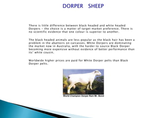 There is little difference between black headed and white headed
Dorpers - the choice is a matter of target market preference. There is
no scientific evidence that one colour is superior to another.


The black headed animals are less popular as the black hair has been a
problem in the abattoirs on carcasses. White Dorpers are dominating
the market now in Australia, with the harder to source Black Dorper
becoming more expensive without evidence of better performance than
its’ white cousin.


Worldwide higher prices are paid for White Dorper pelts than Black
Dorper pelts.




                       World Champion Dorper Ram Mr. Bond
 