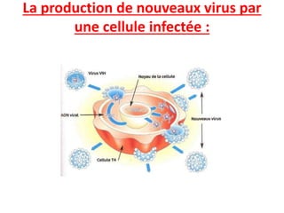 La production de nouveaux virus par
une cellule infectée :
 