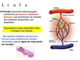 Linfa Fluído  levemente esbranquiçado, constituído por  plasma e glóbulos brancos , que atravessam as paredes dos capilares sanguíneos, por diapedese. - Os  capilares linfáticos reúnem-se e formam vasos linfáticos de maiores dimensões , que se  ligam às veias perto do coração . Representa o meio intermédio entre o sangue e as células. 
