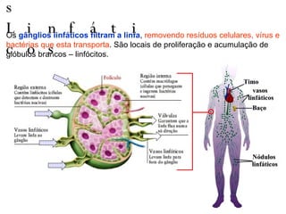 Gânglios Linfáticos Os  gânglios linfáticos filtram a linfa ,  removendo resíduos celulares, vírus e bactérias que esta transporta . São locais de proliferação e acumulação de glóbulos brancos – linfócitos. 
