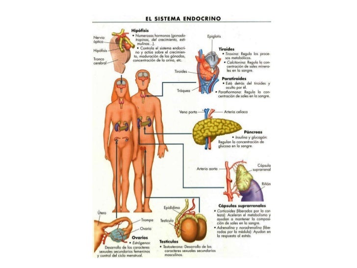 Powerpoint sistema endócrino