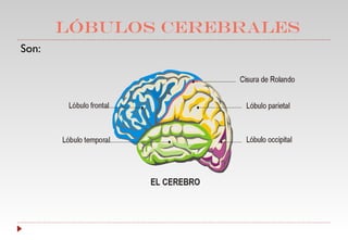 Lóbulos cerebrales Son: 