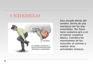 CEREBELO Esta situado detrás del cerebro ,forma de una mariposa con las alas extendidas. Por fuera tiene sustancia gris y en el interior sustancia blanca. Coordina los movimientos de los músculos al caminar y realizar otras actividades motoras. 