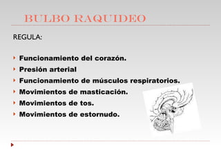 BULBO RAQUIDEO REGULA: Funcionamiento del corazón. Presión arterial Funcionamiento de músculos respiratorios. Movimientos de masticación. Movimientos de tos. Movimientos de estornudo. 