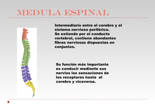 MEDULA ESPINAL Intermediario entre el cerebro y el sistema nervioso periférico. Se extiende por el conducto vertebral, contiene abundantes fibras nerviosas dispuestas en conjuntos. Su función más importante es conducir mediante sus nervios las sensaciones de los receptores hasta  el cerebro y viceversa. 