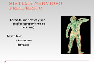 SISTEMA NERVIOSO PERIFÉRICO Formado por nervios y por ganglios(agrupamiento de neuronas).  Se divide en: - Autónomo - Somático  