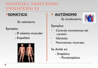 SISTEMA NERVIOSO PERIFÉRICO SOMÁTICO  Es voluntario. Ejemplos:  - El sistema muscular - Esqueleto AUTÓNOMO Es involuntario. Ejemplos: Controla movimientos del    corazón Glándulas Movimientos viscerales. Se divide en:  - Simpático - Parasimpático 