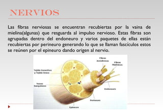 NERVIOS Las fibras nerviosas se encuentran recubiertas por la vaina de mielina(algunas) que resguarda al impulso nervioso. Estas fibras son agrupadas dentro del endoneuro y varios paquetes de ellas están recubiertas por perineuro generando lo que se llaman fascículos estos se reúnen por el epineuro dando origen al nervio.  