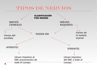   TIPOS DE NERVIOS CLASIFICACIÓN POR ORIGEN NERVIOS  CRANEALES  NERVIOS RAQUIDEOS PUEDEN SER AFERENTES EFERENTES Vienen de la medula espinal  Vienen del encéfalo Llevan impulsos al SNC provenientes de todo el cuerpo. Llevan impulsos del SNC a todo el cuerpo. 