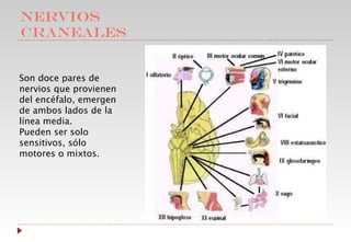 NERVIOS CRANEALES Son doce pares de nervios que provienen del encéfalo, emergen de ambos lados de la línea media. Pueden ser solo sensitivos, sólo motores o mixtos. 
