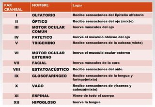 PAR CRANEAL NOMBRE Lugar  I OLFATORIO Recibe sensaciones del Epitelio olfatorio II ÓPTICO Recibe sensaciones del ojo (mixto) III MOTOR OCULAR COMÚN Inerva músculos del ojo IV PATETICO Inerva el músculo oblicuo del ojo V TRIGEMINO Recibe sensaciones de la cabeza(mixto) VI MOTOR OCULAR EXTERNO Inerva el musculo ocular externo VII FACIAL Inerva músculos de la cara VIII ESTATOACÚSTICO Recibe sensaciones del oído.  IX GLOSOFARINGEO Recibe sensaciones de la lengua y faringe(mixto) X VAGO Recibe sensaciones de vísceras y cabeza(mixto) XI ESPINAL Viene de todo el cuerpo XII HIPOGLOSO Inerva la lengua 