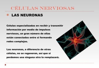 CÉLULAS NERVIOSAS LAS NEURONAS Células especializadas en recibir y transmitir información por medio de impulsos nerviosos, un gran número de ellas  están conectadas entre si formando redes complejas. Las neuronas, a diferencia de otras  células, no se regeneran, así que si  perdemos una ninguna otra la remplazará. 